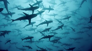 Cinquante nuances de requins + Big Bend, la frontière sauvage de l'Amérique
